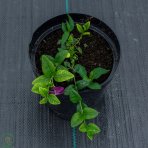 Zimozeleň menšia (Vinca minor) ´ATROPURPUREA´, kont. P9